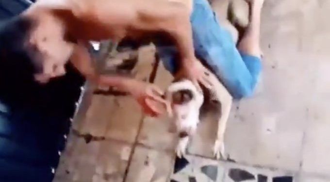 Hombre mata perro a violentos golpes y momento es grabado en video