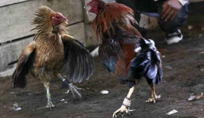 Quieren nombrar las ’peleas de gallos’ como patrimonio cultural