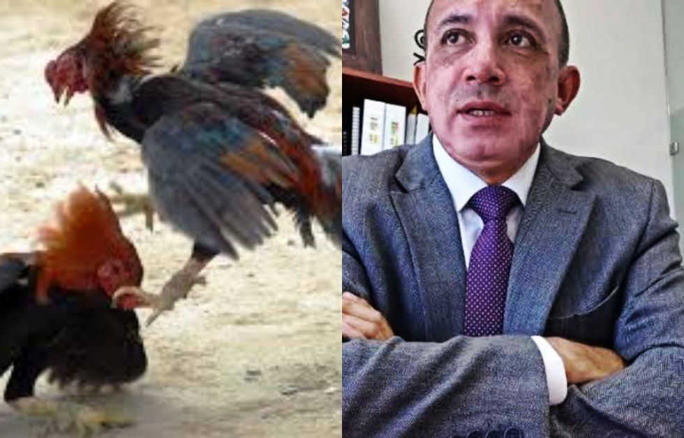 Traicionan diputados de Morena en Hidalgo a AMLO y la 4T: quieren blindar las peleas de gallos