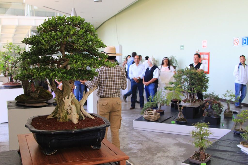 En el CCMB preparan exhibición de bonsáis
