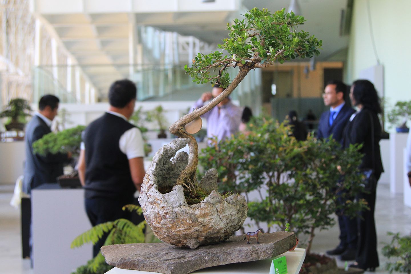 Exhibición talleres de bonsáis del 4 al 6 de octubre