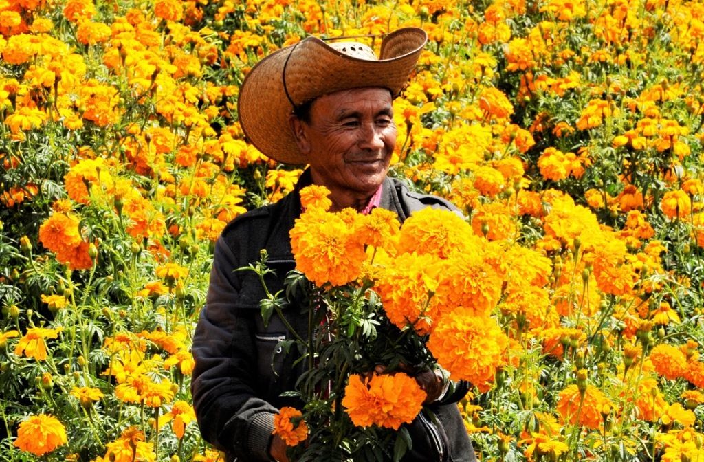 Estiman derrama de 111 mdp por venta de flores mexiquenses en Día de Muertos