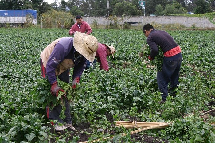 La mitad de los trabajadores hidalguenses está en pobreza alimentaria: Coneval