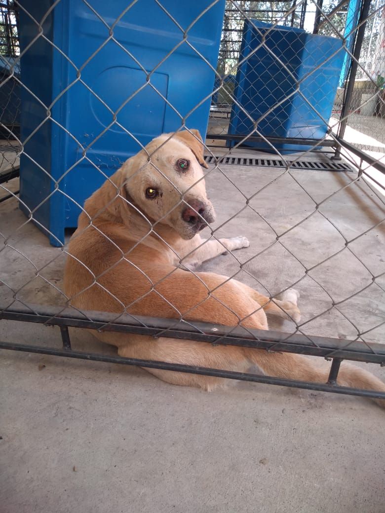 Perros rescatados en centro de Córdoba serán tratados y puestos en adopción