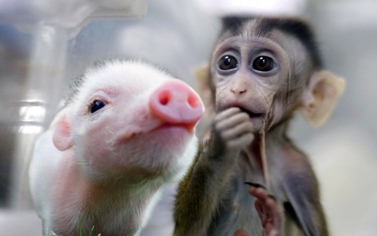 Nacen los primeros híbridos de cerdo y mono en China