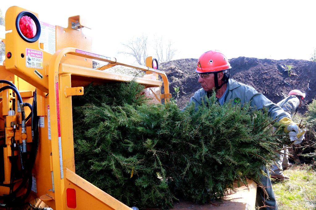 La PROBOSQUE inicia campaña de reciclaje de árboles de navidad en el Edoméx