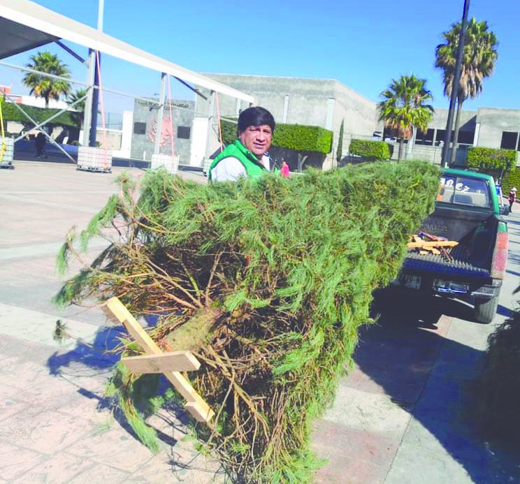 Reciclar árboles de Navidad ayuda a mantener un ambiente  limpio y sano
