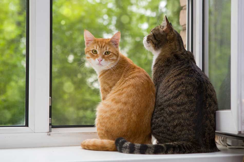 10 cosas que debes conocer este día internacional del gato