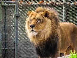 Clausuran zoológico por permitir acceso de visitantes a jaulas
