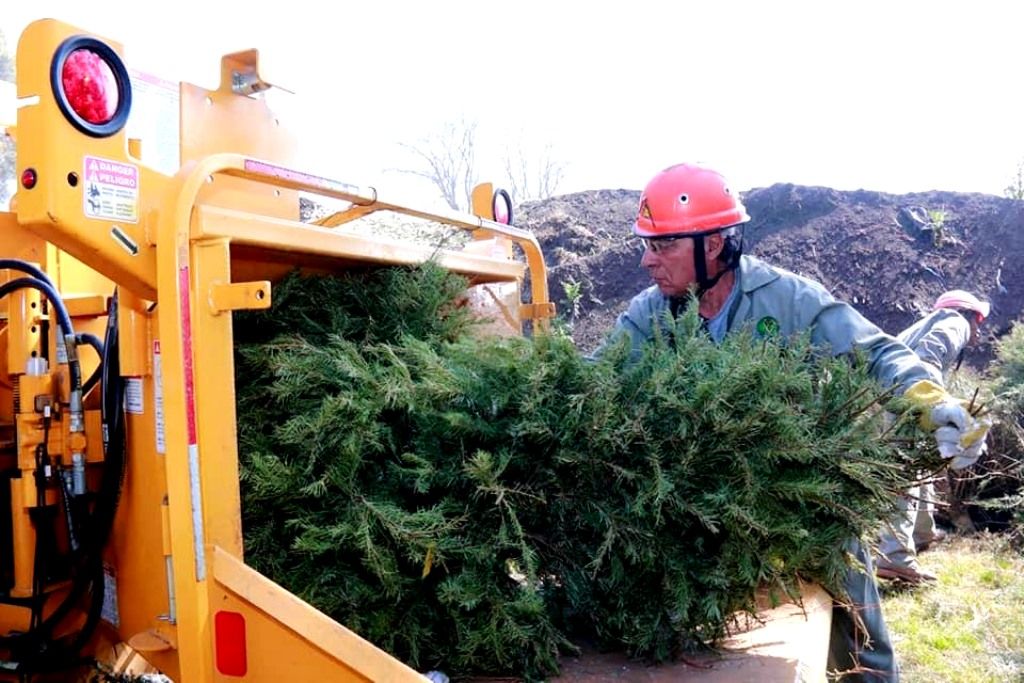 El Estado de México inicia campaña de reciclaje de árboles de navidad naturales