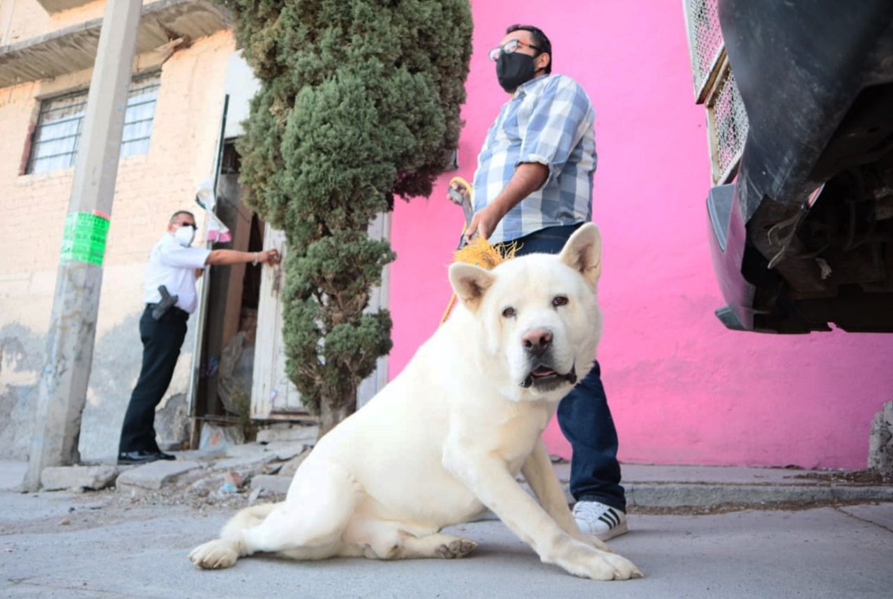 Autoridades de Ecatepec #rescatan a 2 perros que estuvieron #abandonados 4 meses  en azotea