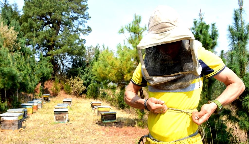 Las abejas polinizan el 70 por ciento de los cultivos del campo