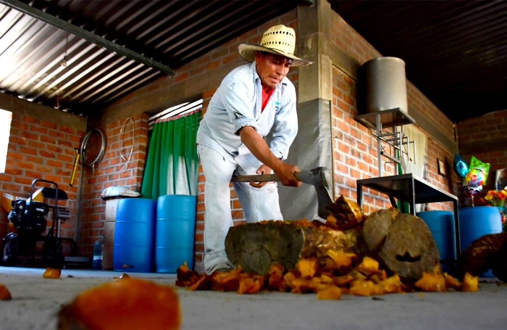 Los productores mexiquenses de mezcal avanzan en su proceso de certificación