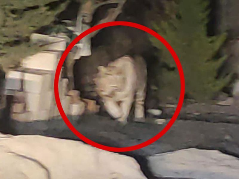 Reportan ataques a animales en granjas… ¡y capturan a tigre!