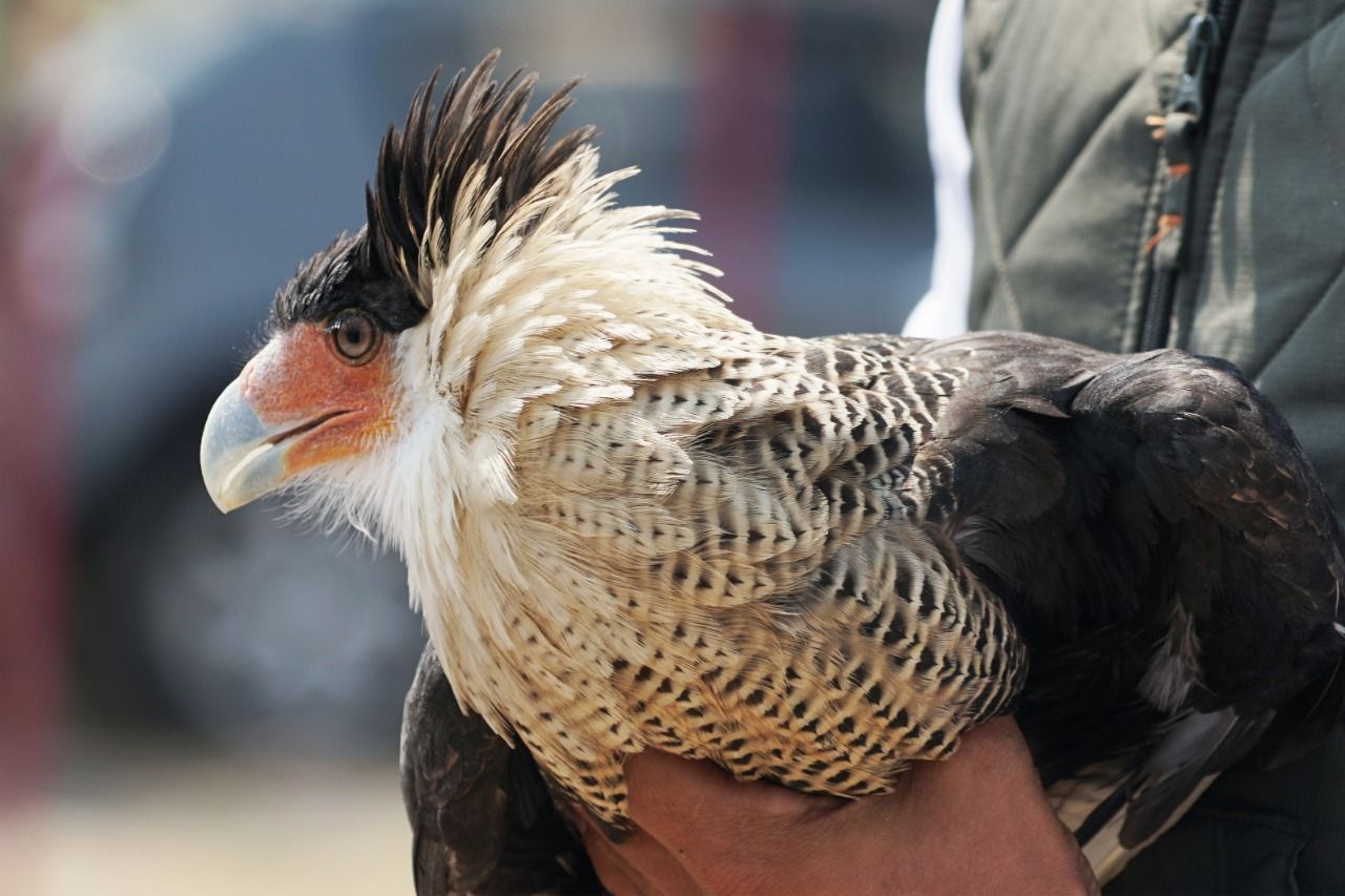 Autoridades de Ecatepec rescatan ejemplar de halcón caracara que sufría maltrato