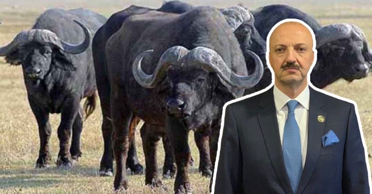 Muere embestido por búfalo un mexicano que disfrutaba cazando animales por diversión (VIDEO)