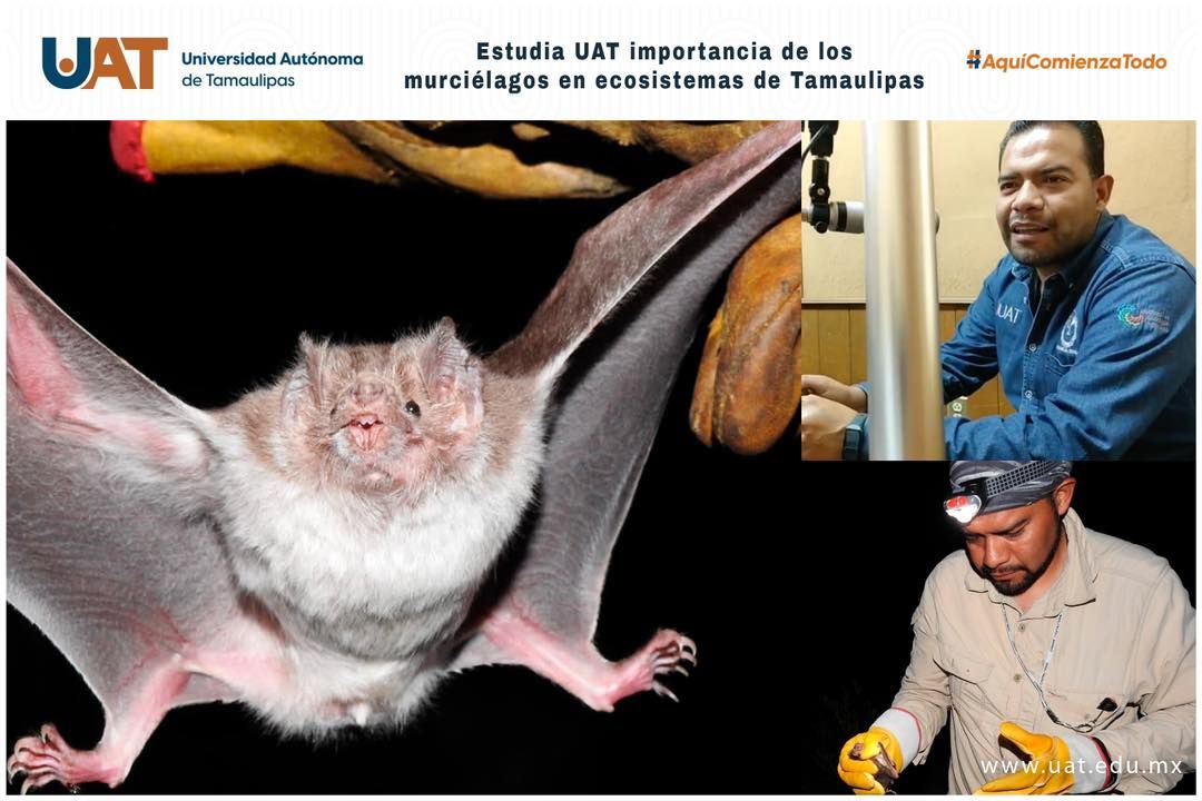 Estudia UAT la importancia de los murciélagos en ecosistemas de Tamaulipas 
