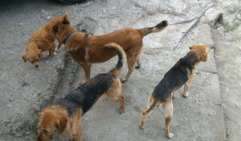 SSH fortalece medidas de prevención para evitar casos de rabia