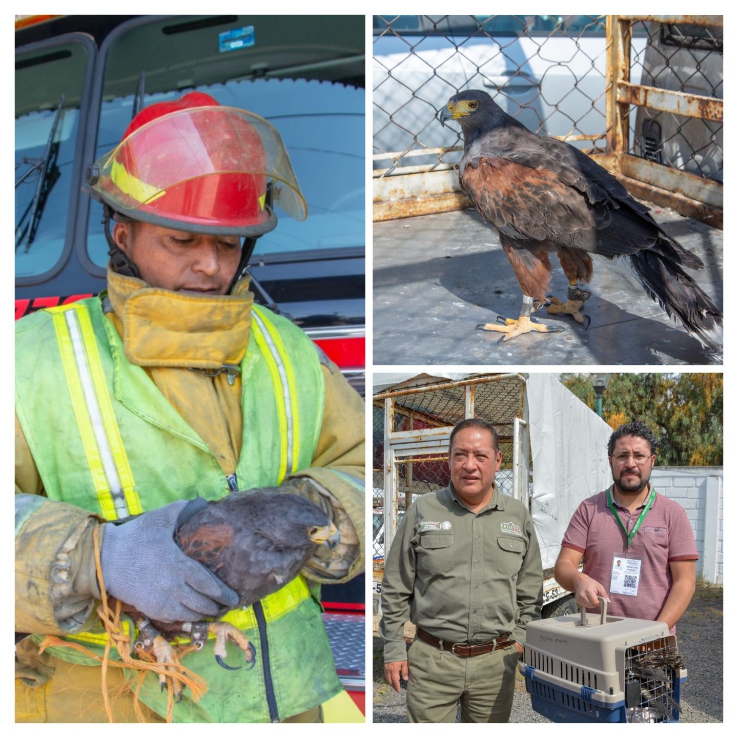 Gobierno municipal entrega ave
Quebrantahuesos a PROFEPA
