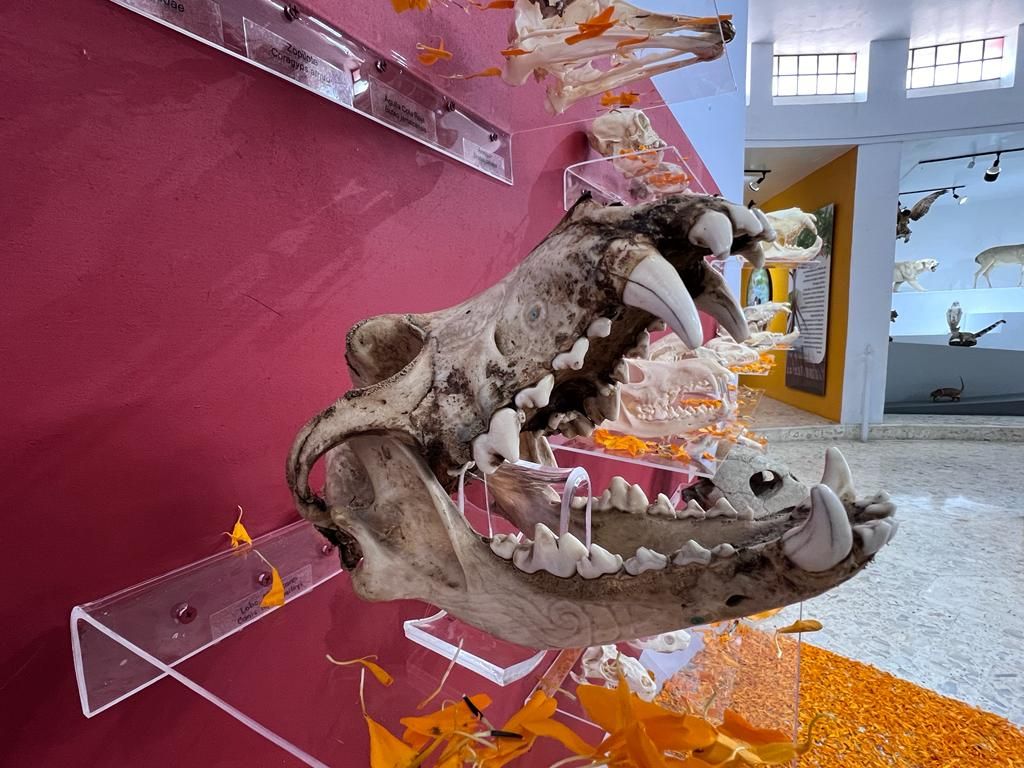Ofrecen la exhibición Tzompantli de animales en el museo de ciencias naturales del  Edomex 
