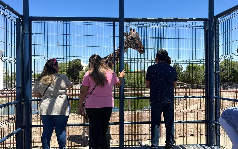 Con selfies y botanas miles de familias de Ciudad Juárez despiden a la jirafa "Benito"