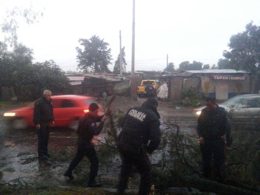 Más de 30 árboles caídos durante ventolera-lluvia del fin de semana en Texcoco