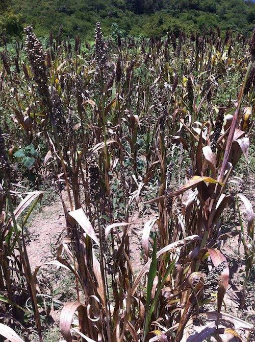 Confirma gobierno de Guerrero plaga en plantaciones de sorgo
