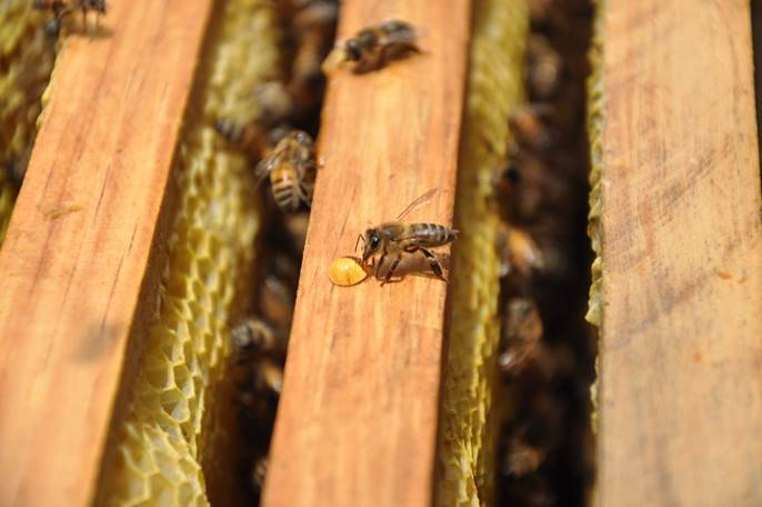  Trabaja Sagarpa en incrementar producción de miel en Distrito Federal