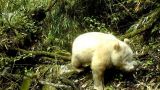 Fotografían al primer panda gigante albino del mundo