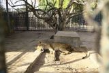 Muere uno de los cinco leones desnutridos en un zoológico de Sudán