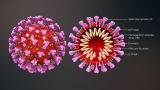 Coronavirus y la política