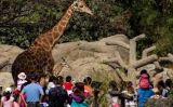 El Zoológico de Chapultepec, casi Centenario, Temporalmente Cerrado