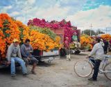 Floricultores piden apoyo para sostener ventas el día de muertos 