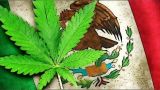 Contra puntos sobre la legalización de la marihuana