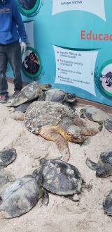  Rescatan ejemplares de tortuga lora y tortuga verde ante bajas temperaturas