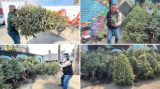 Acopio y manejo sustentable de 
árboles de Navidad: realiza la alcaldía de Iztapalapa 