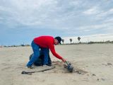 Hallan delfines y tortugas muertas en jornada de limpieza de playa en Guasave
