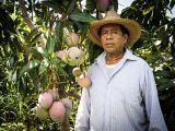 Guerrero se consolida como el primer productor de mango en México