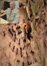 Hormiguero Político, y Social,