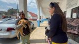 Exito Total en la Jornada de Esterilización
Canina y Felina en Amecameca
