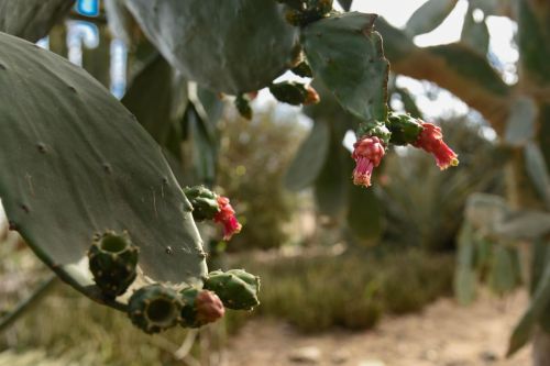El Parque Sinaloa de Los Mochis tendrá un jardín especializado en flora de la región indígena