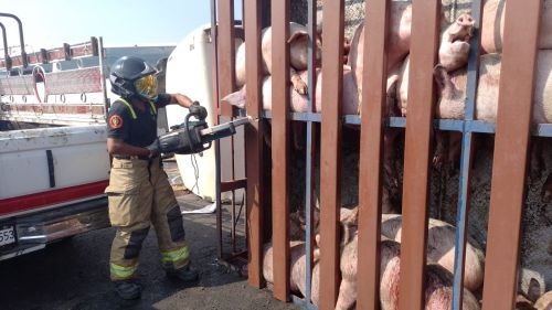 Rescatan 240 cerditos que quedaron atrapados tras volcadura de trailer en Texcoco 