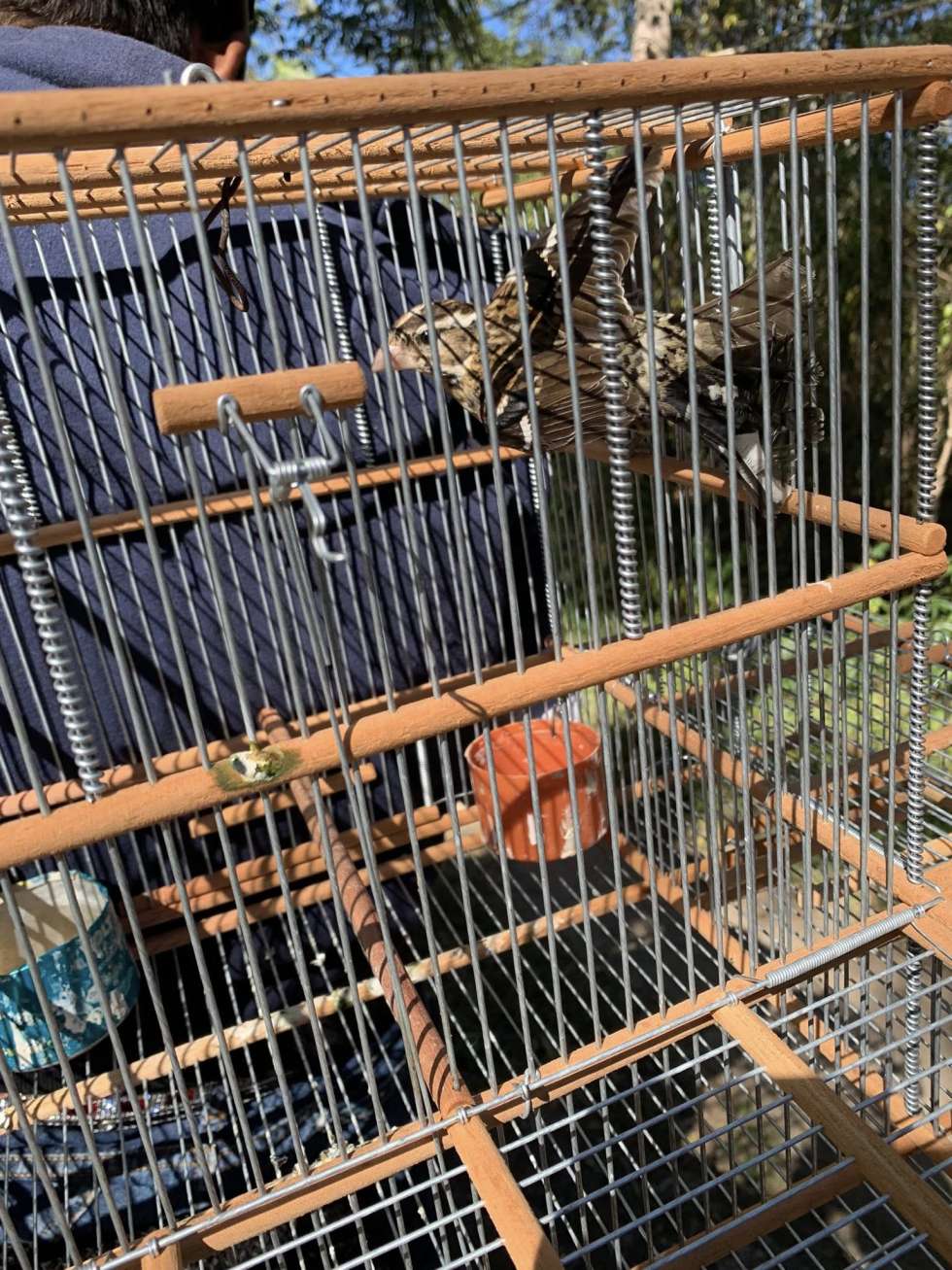 Traficar, poseer, comprar o vender aves silvestres ya es un delito federal