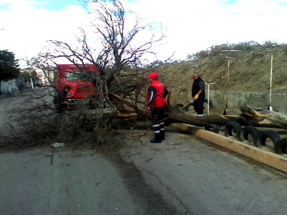 Retira protección civil de Ecatepec 40 árboles derribados por viento y lluvia