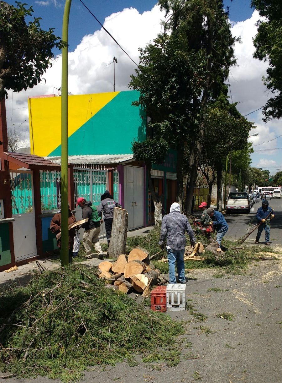Atiende gobierno de Ecatepec 60 árboles caídos ante fenómeno meteorológico 