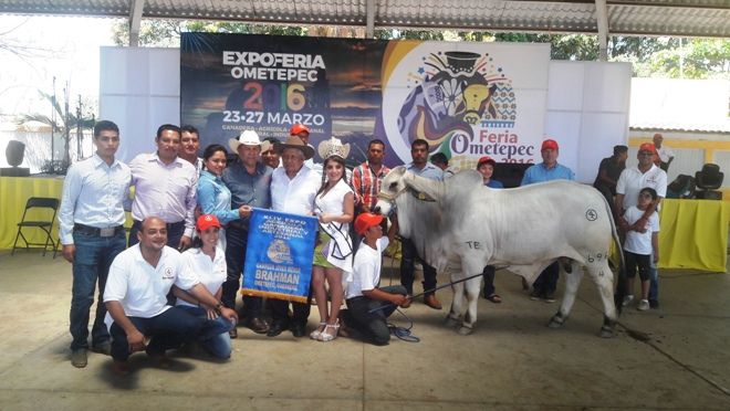 Ganaderos de Ometepec se consolidan como los mejores criadores de bovinos del estado de Guerrero.