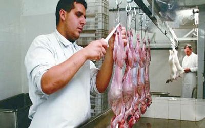     Impulsa SAGARPA  la producción de carne de conejo inocua