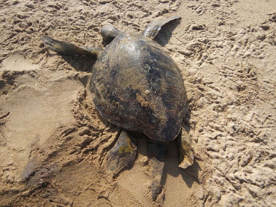 Tratan de ocultar muerte de tortugas en Costa Grande 