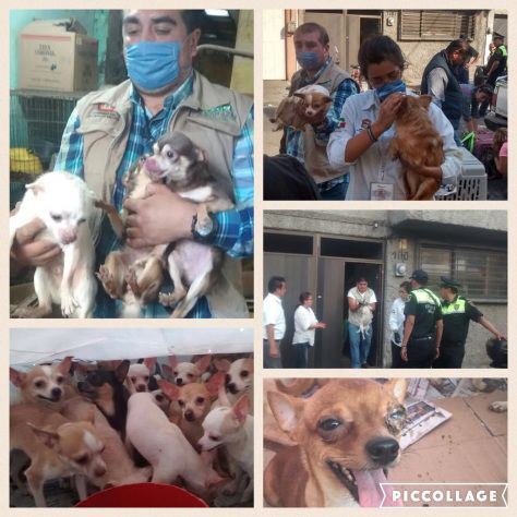 Una llamada hizo que la PROPAEM rescatara 126 perros chihuahueños en Neza