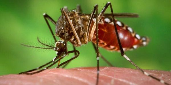 En Acapulco 467 casos de dengue chikungunya y sika informa salud municipal